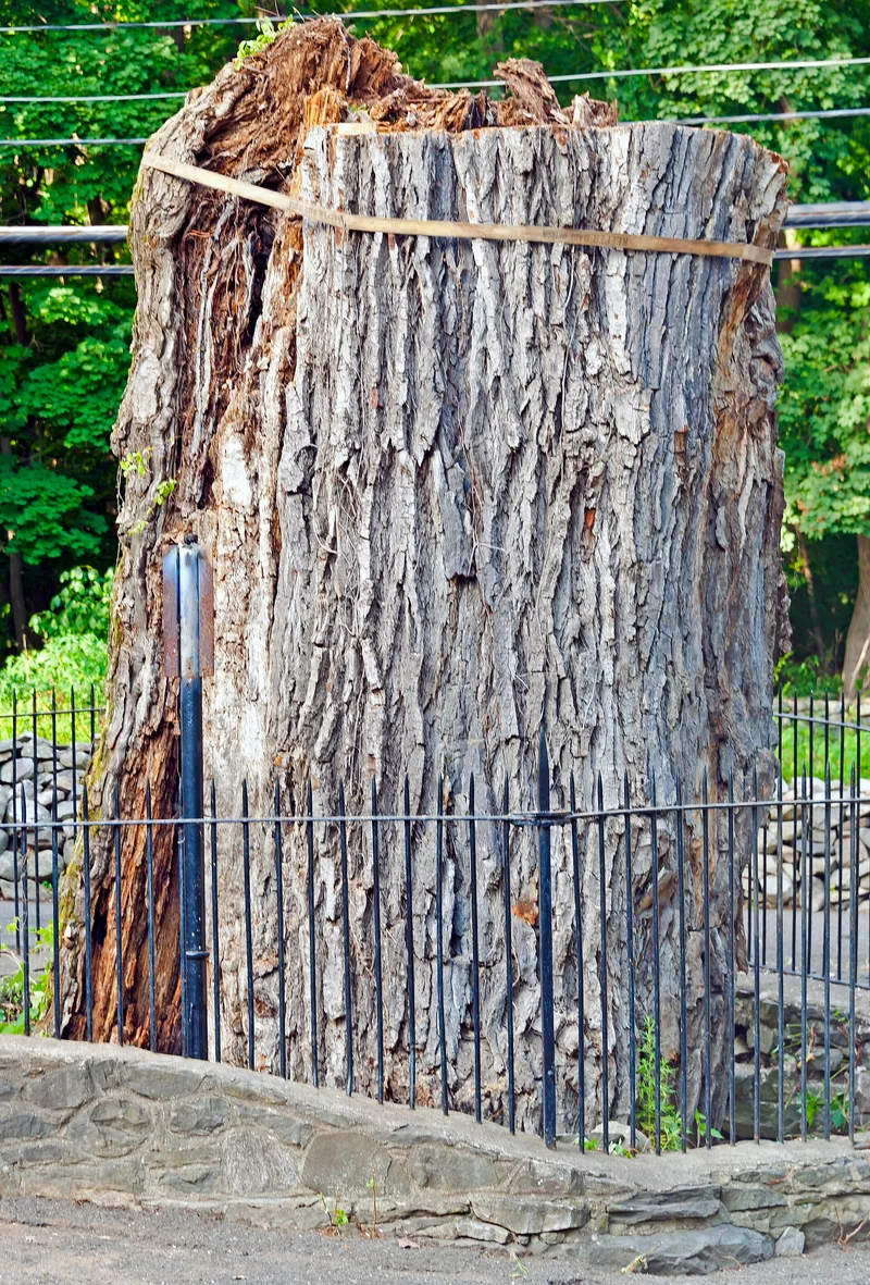 Bloomer-Dailey House and Balmville Tree, New York