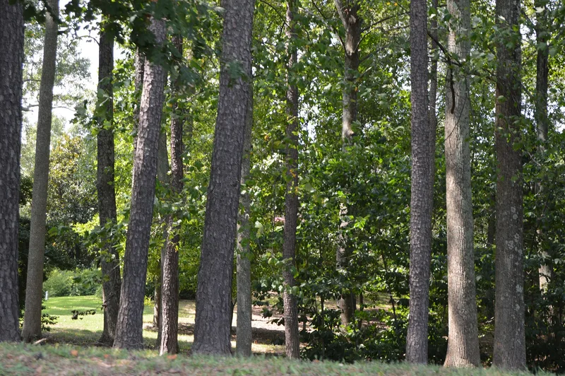 Mount Pleasant, Hague, Virginia