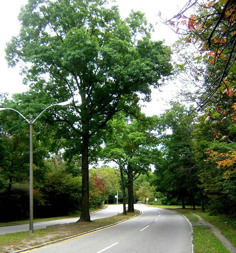 Neponset Valley Parkway, Metorpolitan Park System of Greater Boston, Massachusetts