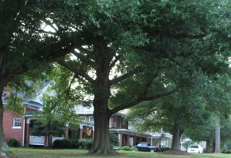 Fifth Avenue Historic District, Kenbridge, Virginia