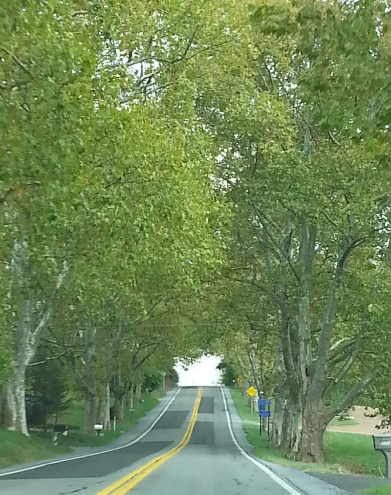 Legislative Route 1 Sycamore Allee, Halifax and Reed, Pennsylvania