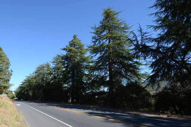 Highway 152 Tree Row, Gilroy, California