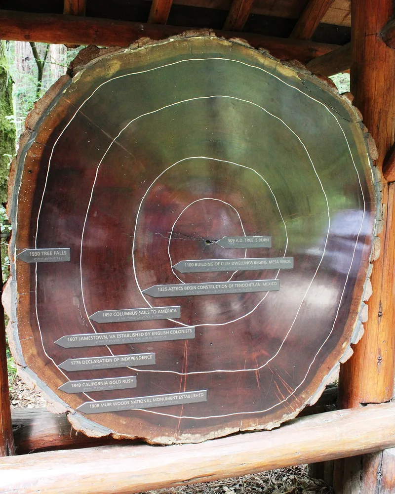Muir Woods National Monument, California