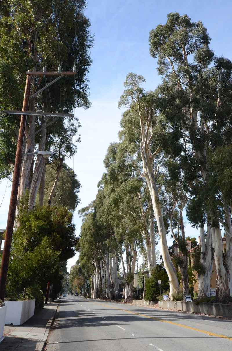 Howard-Ralston Eucalyptus Tree Rows, Burlingame, California