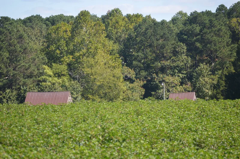 Walnut Valley, Highgate, Virginia