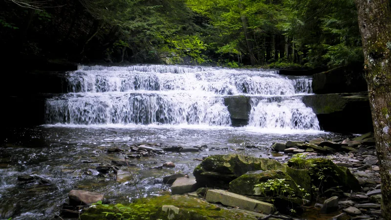 Christman Bird and Wildlife Sanctuary, Delanson, New York