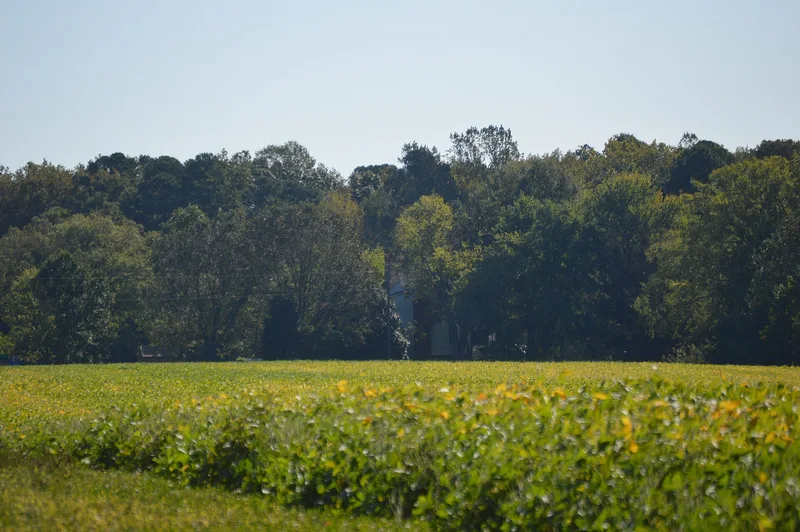 Chester, Homeville, Virginia