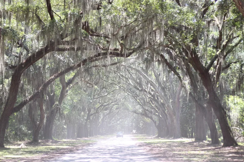 Wormsloe Plantation, Georgia