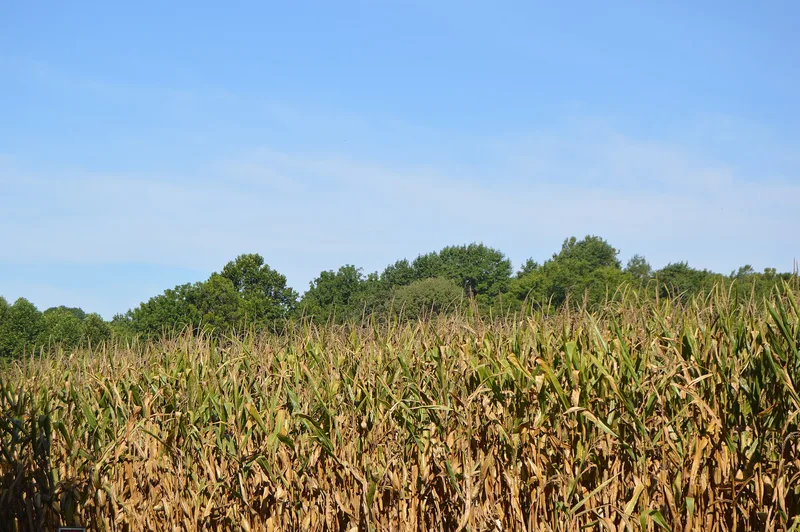 Fairfield Site, White Marsh, Virginia