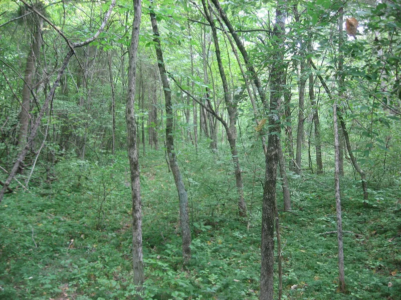 Cowan Creek Circular Enclosure, Wilmington, Ohio
