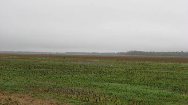 Duffy Site, New Haven, Illinois