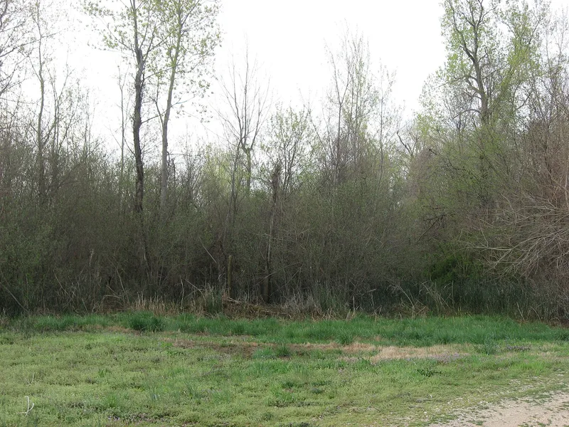 Dogtooth Bend Mounds and Village Site, Willard, Illinois