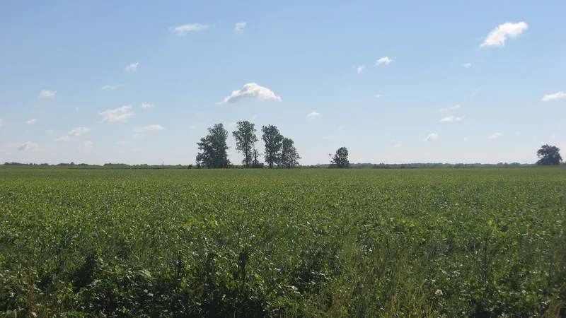 Mayberry Mound and Village Site, Sims, Illinois