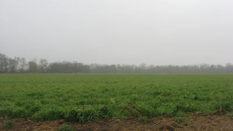 Bieker-Wilson Village Site, New Haven, Illinois