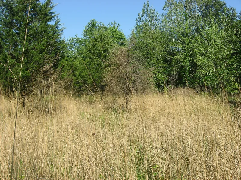 Collins Archeological District, Danville, Illinois