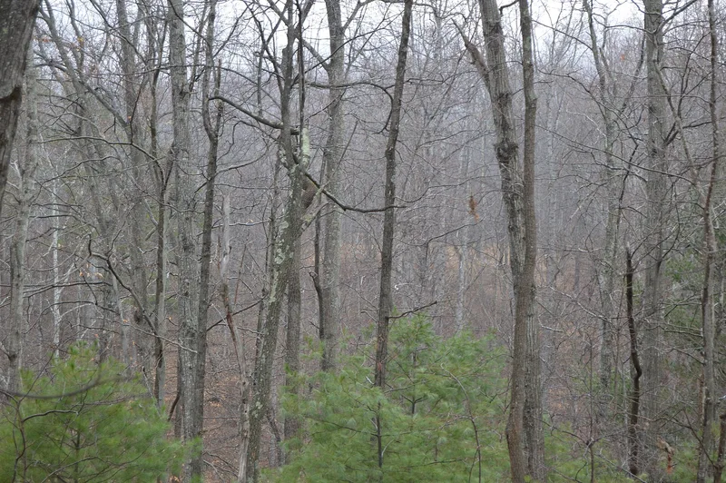 Otter Creek Archaeological Site (44FR31), Ferrum, Virginia