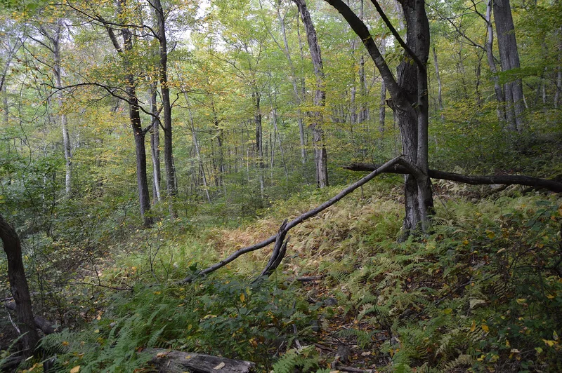 Blackrock Springs Site, Luray, Virginia
