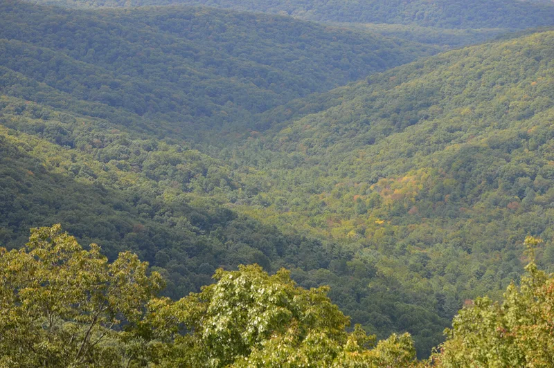 Jeremey's Run Site, Luray, Virginia