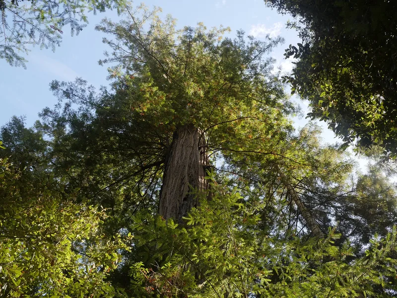 Mendocino Woodlands Recreational Demonstration Area, Mendocino, California