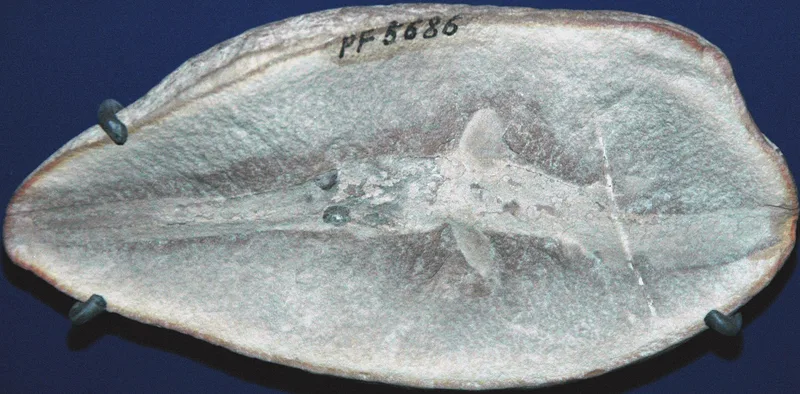 Mazon Creek Fossil Beds, Morris, Illinois